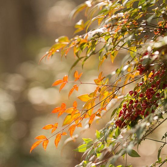 nandina