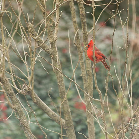 Cardinals