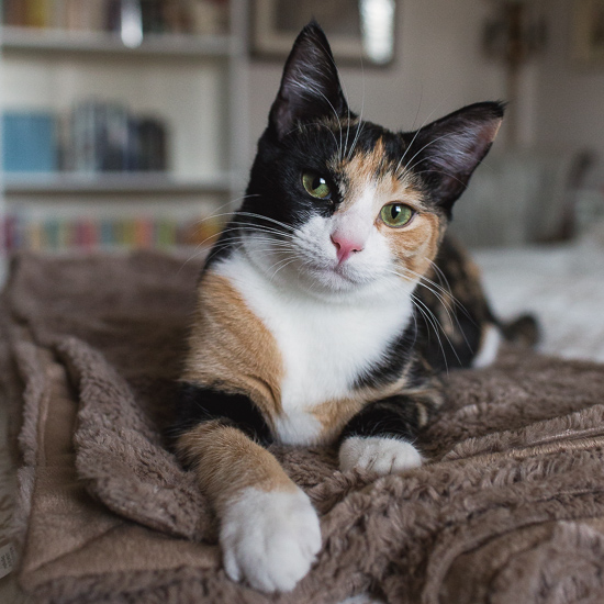 Calico kitten