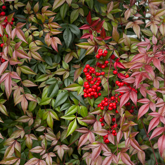 nandina