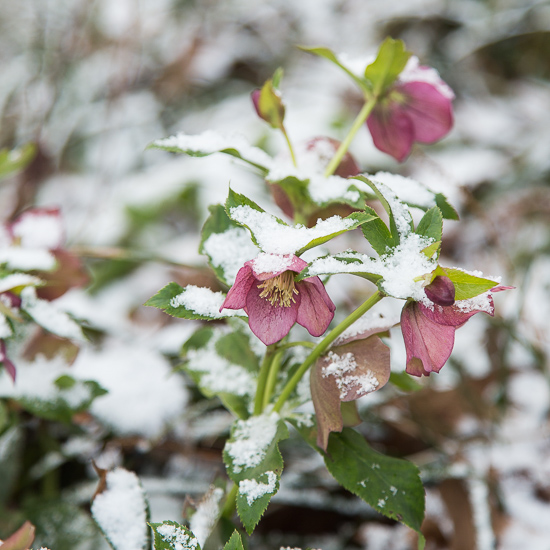 Snow on Lenten Rose