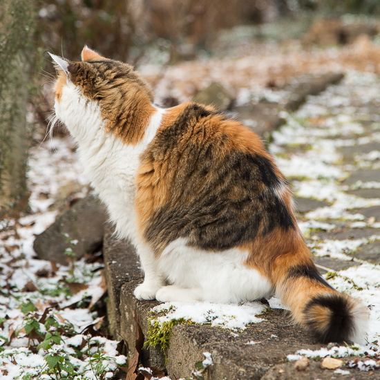 Coco in the snow