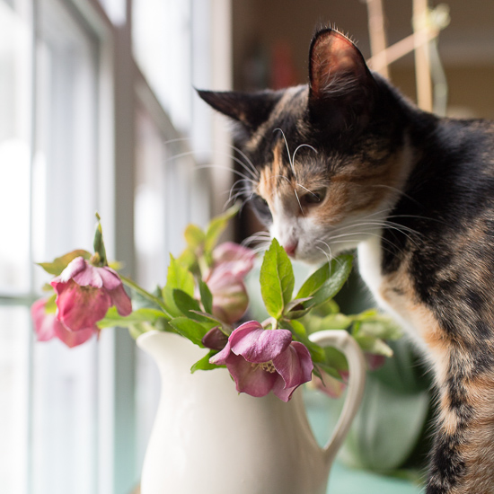 Photobombing cat