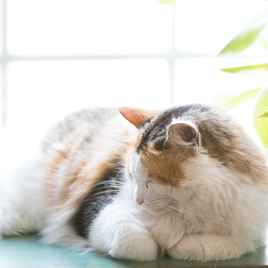 Cat and flowers