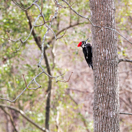 Pileated Woodpecker