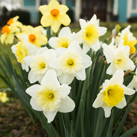 Daffodils