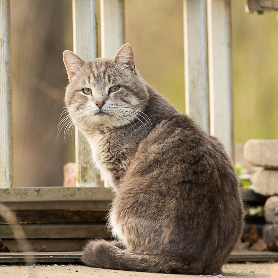 Feral Cat Winston