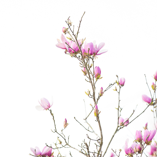 Japanese Magnolia