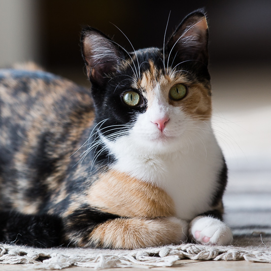 calico kitten