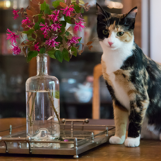 Calico kitten with Chinese Fringe Flower