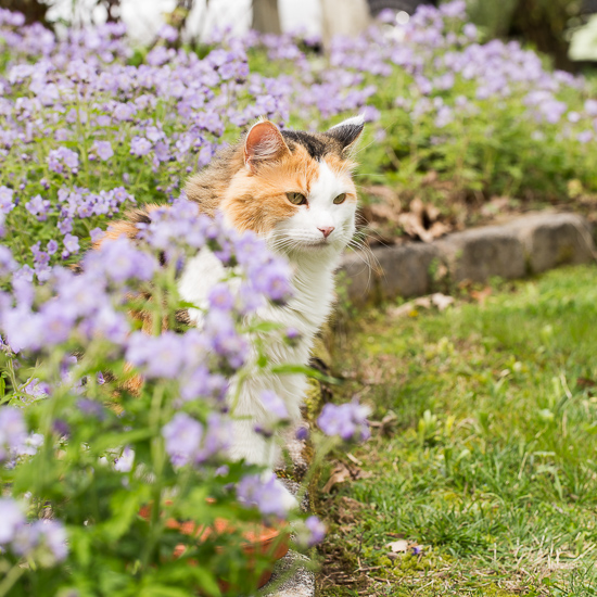 Calico Cat