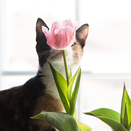 cat with tulip