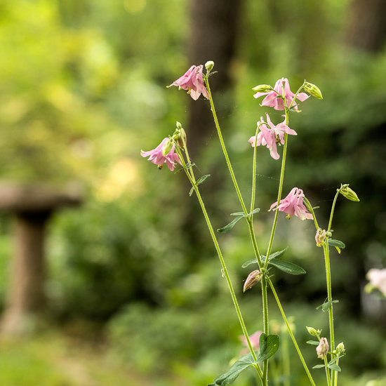 Columbine