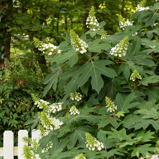 Oakleaf Hydrangea