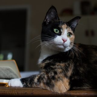 Luxie Cat