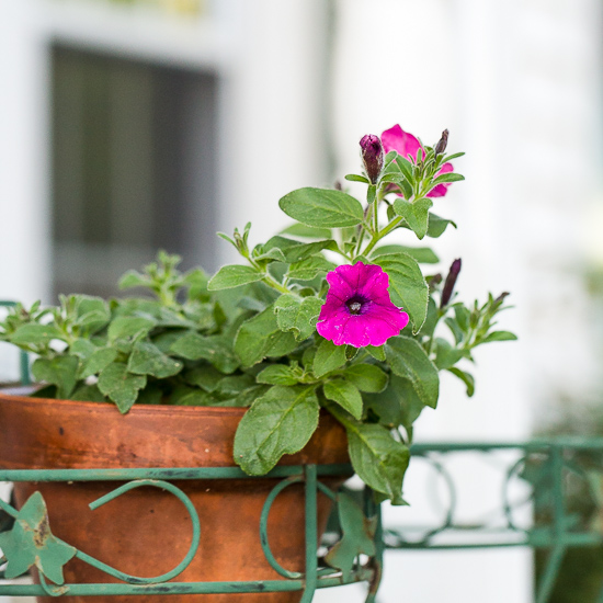 petunias