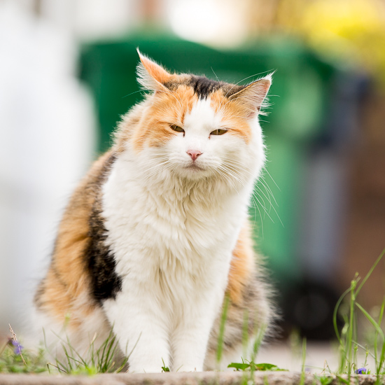 Calico cat