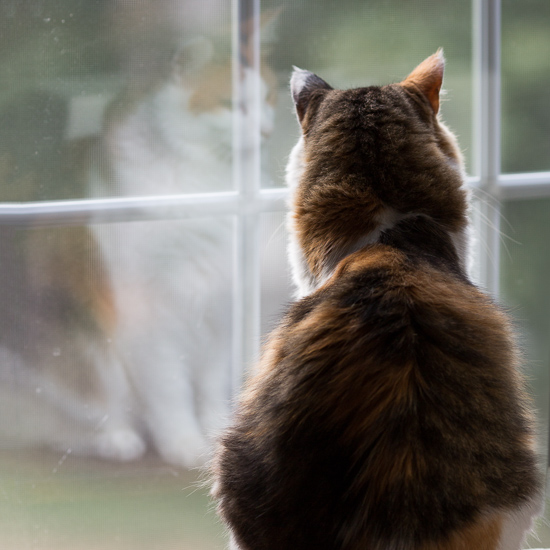 Calico cat in the window