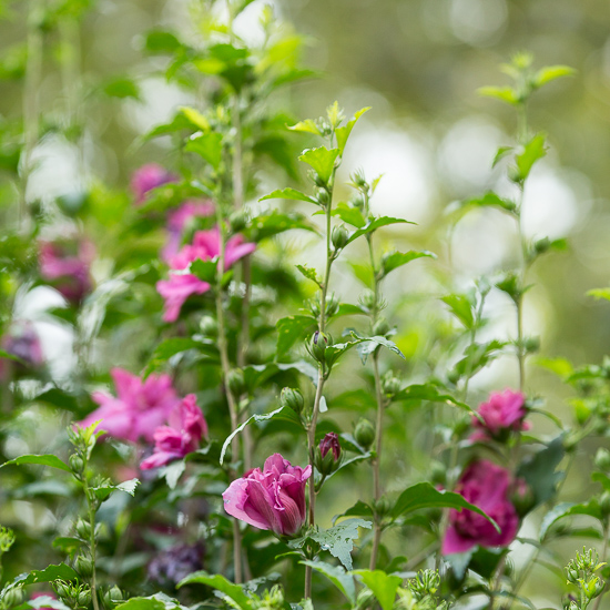 Rose of Sharon