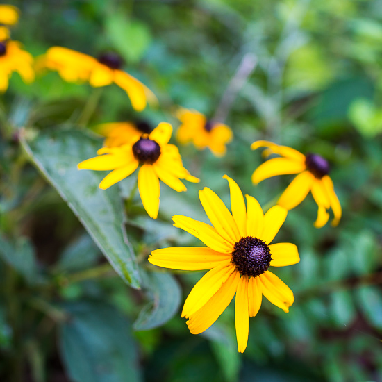 Black eyed susans