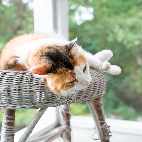 calico cat