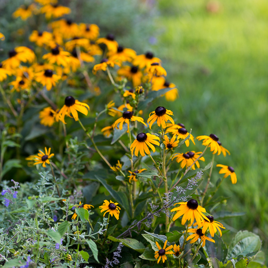 black eyed susans