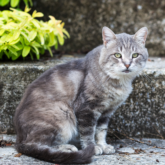 Feral cat Winston