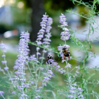 Russian Sage and bees