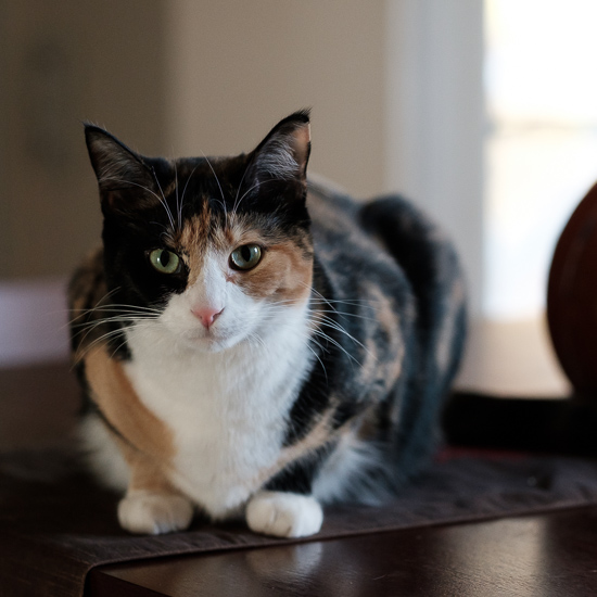 Calico cat