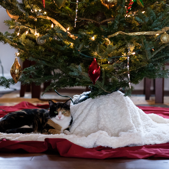 Luxie under the Christmas tree