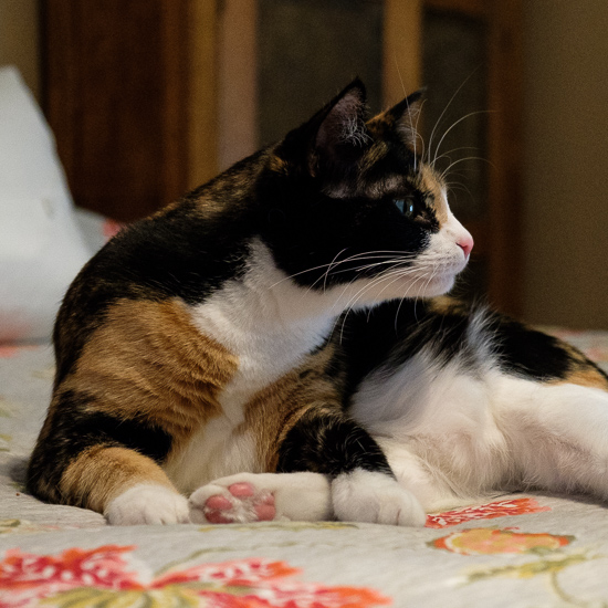 calico cat