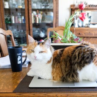Calico Cat on Macbook Pro