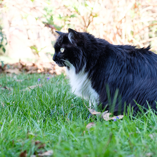 Tuxedo cat