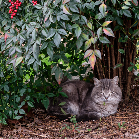 Winston under the nandina