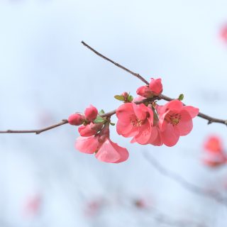 Pink Flowering Shrub