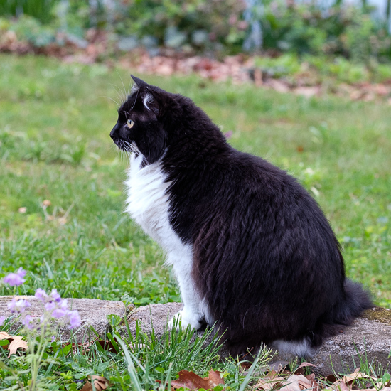 Patchouli kitty outside