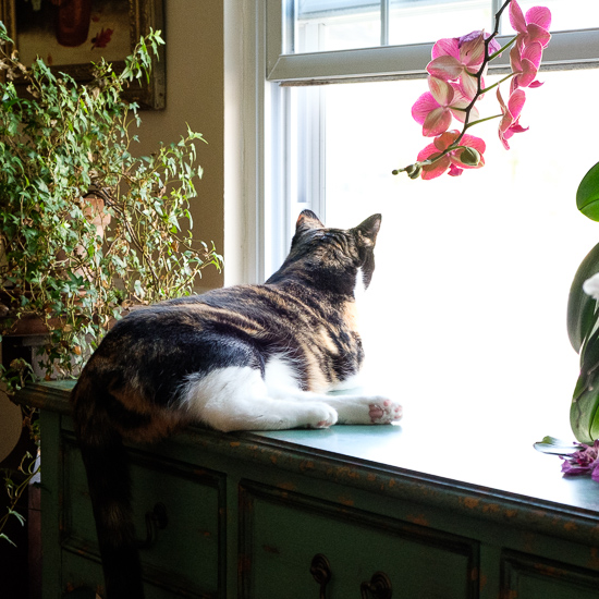 Calico cat looking out a window