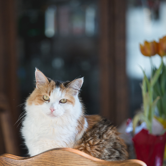 Calico cat