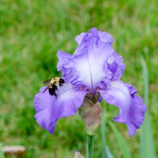Purple iris with bee