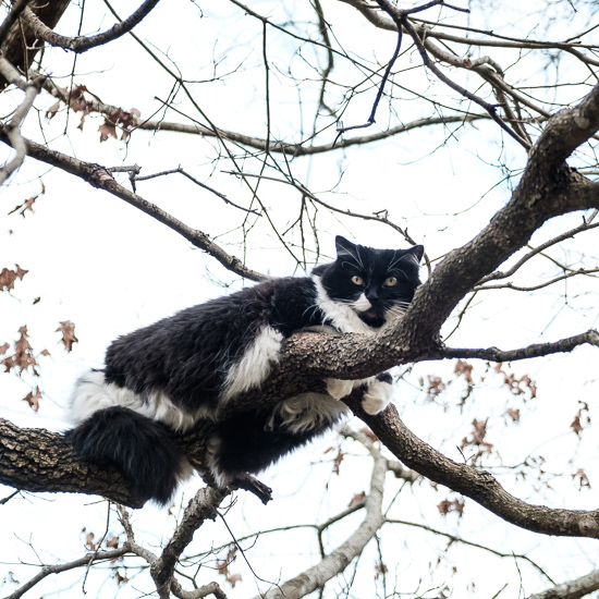 Cat in a tree