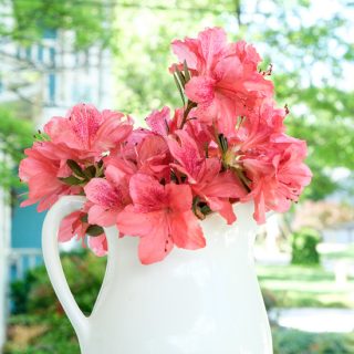 Azaleas