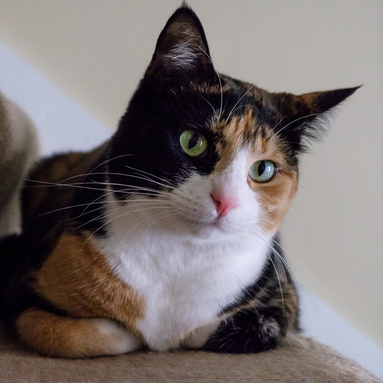 Calico cat