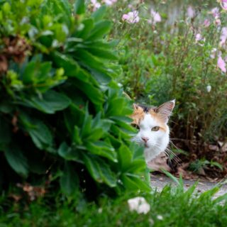 Calico cat peaking from behind bushes