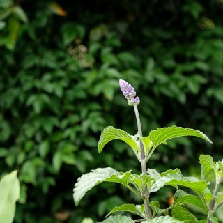 Rockin Playin the Blues Salvia from Proven Winners