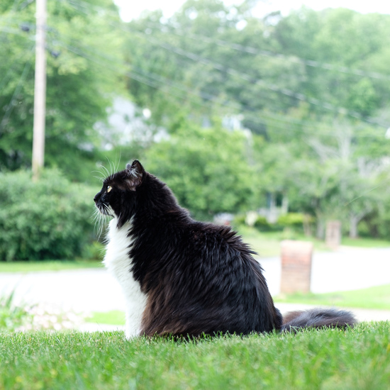 Tuxedo cat