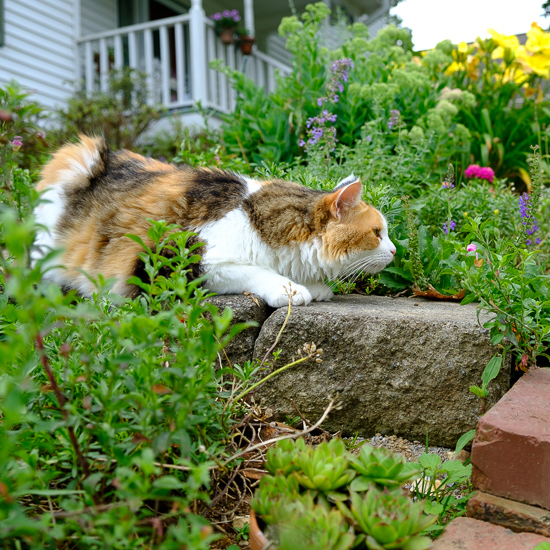 Calico cat in the garden