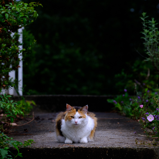 Calico cat