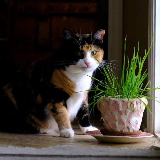 Calico cat with cat grass