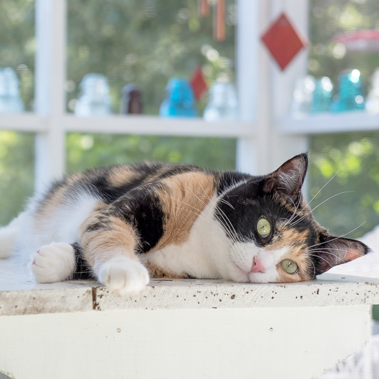 Luxie kitty on the porch