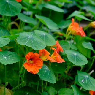 Nasturtiums